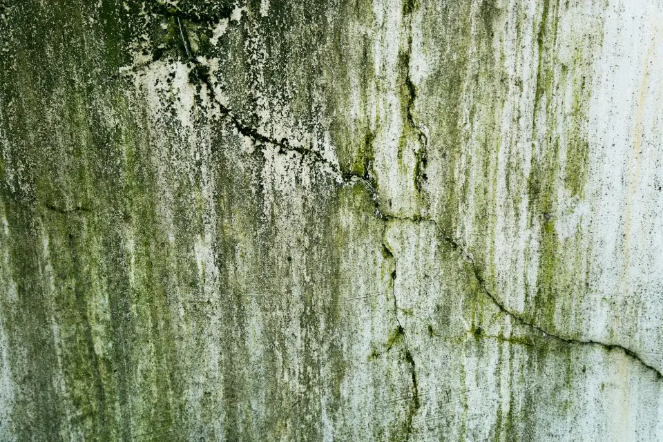 Our Story: Dedicated to a Mold-Free Macon